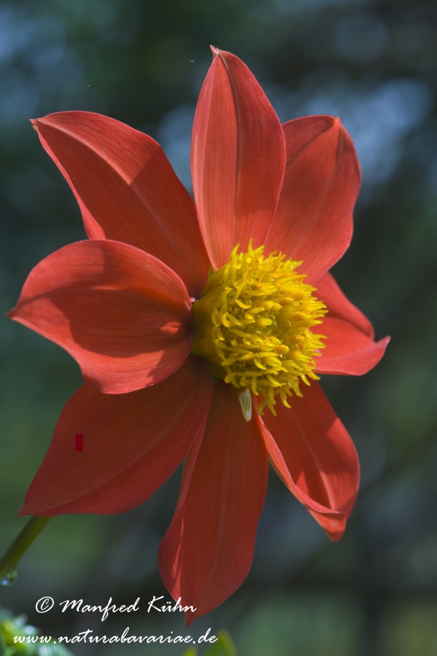 Dahlia-Hybride ()_0025