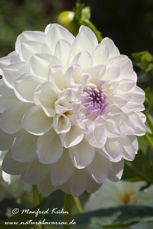 Dahlia-Hybride ()_0026