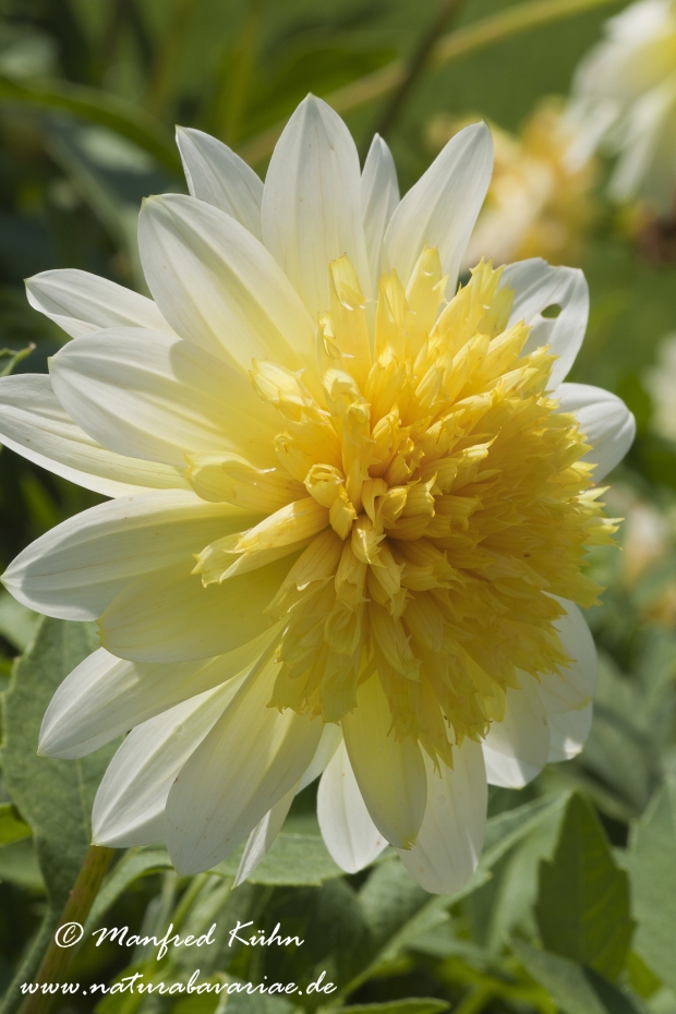 Dahlia-Hybride ()_0027