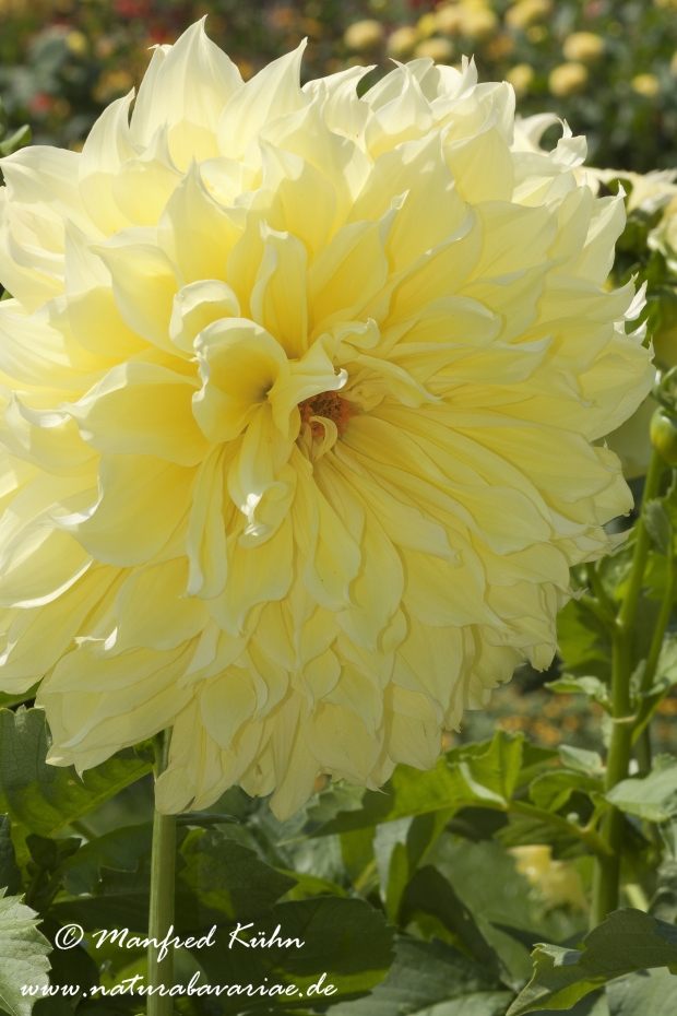 Dahlia-Hybride ()_0029