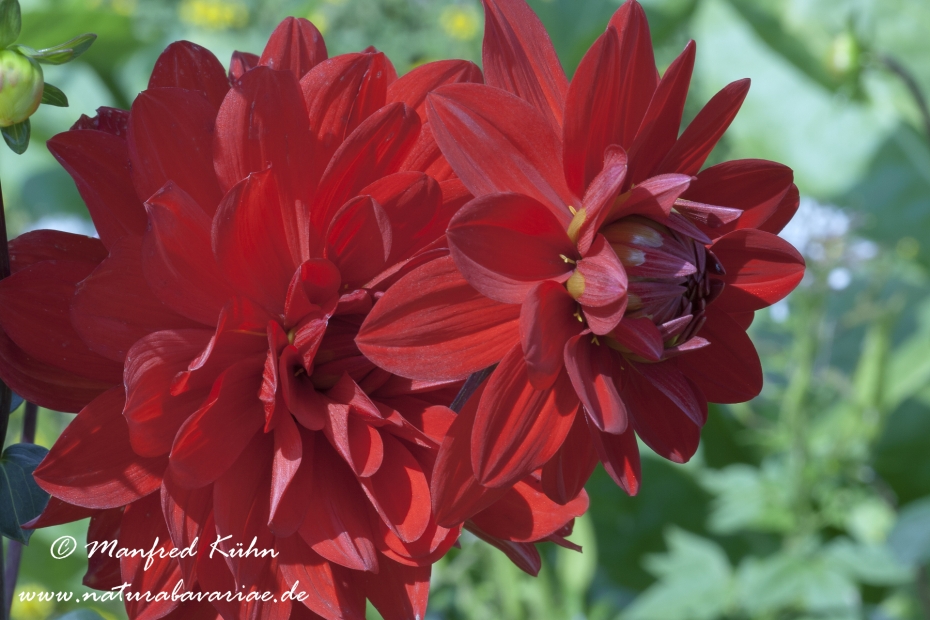 Dahlia-Hybride ()_0034