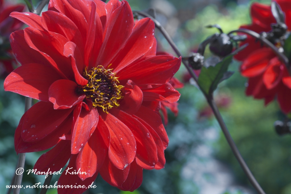 Dahlia-Hybride ()_0036