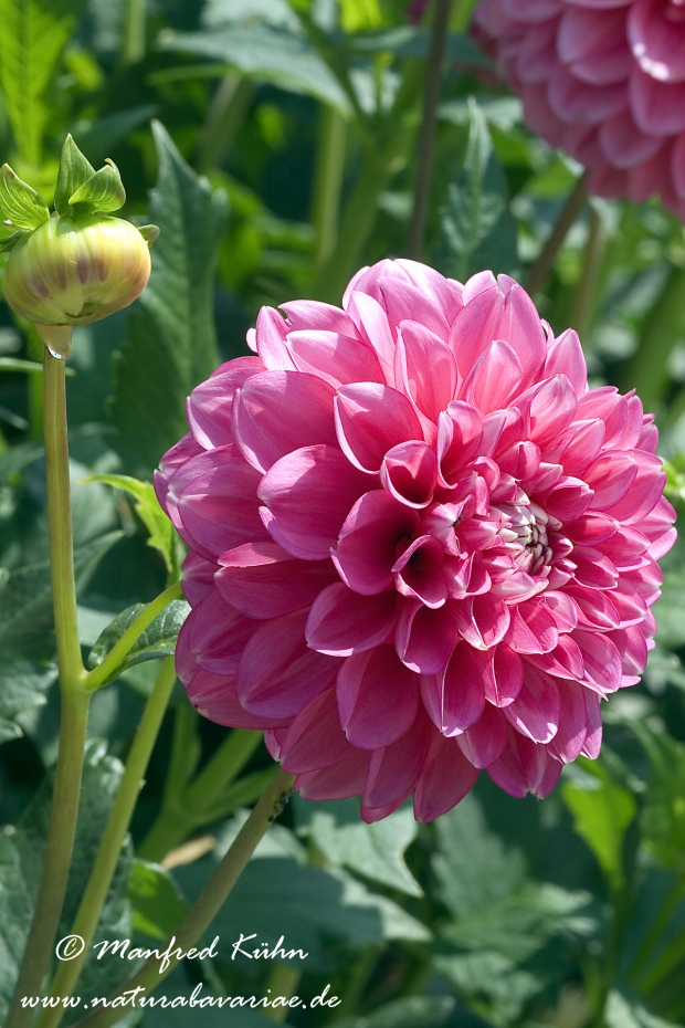 Dahlia-Hybride ()_0038