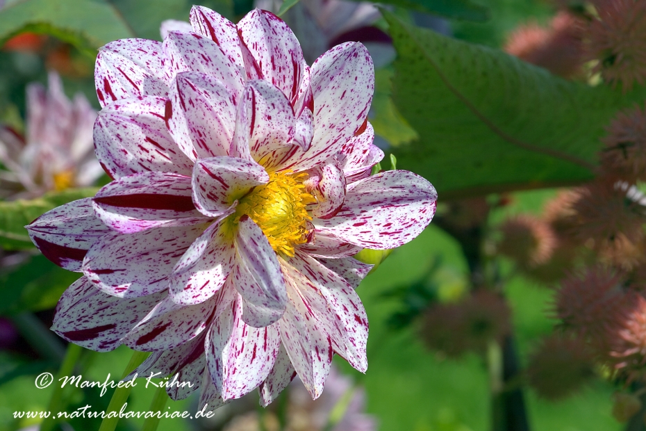 Dahlia-Hybride ()_0039