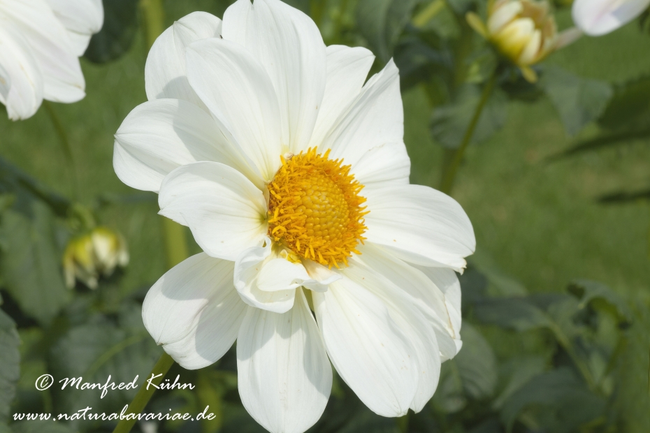 Dahlia-Hybride ()_0043