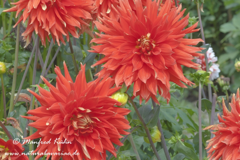 Dahlia-Hybride ()_0045