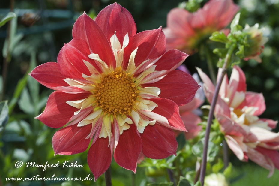 Dahlia-Hybride ()_0047