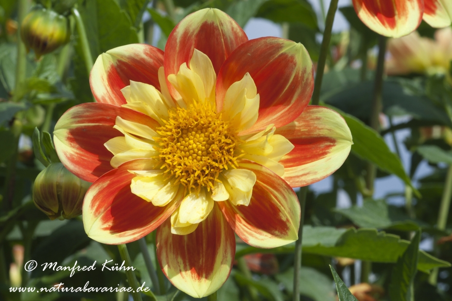 Dahlia-Hybride ()_0052