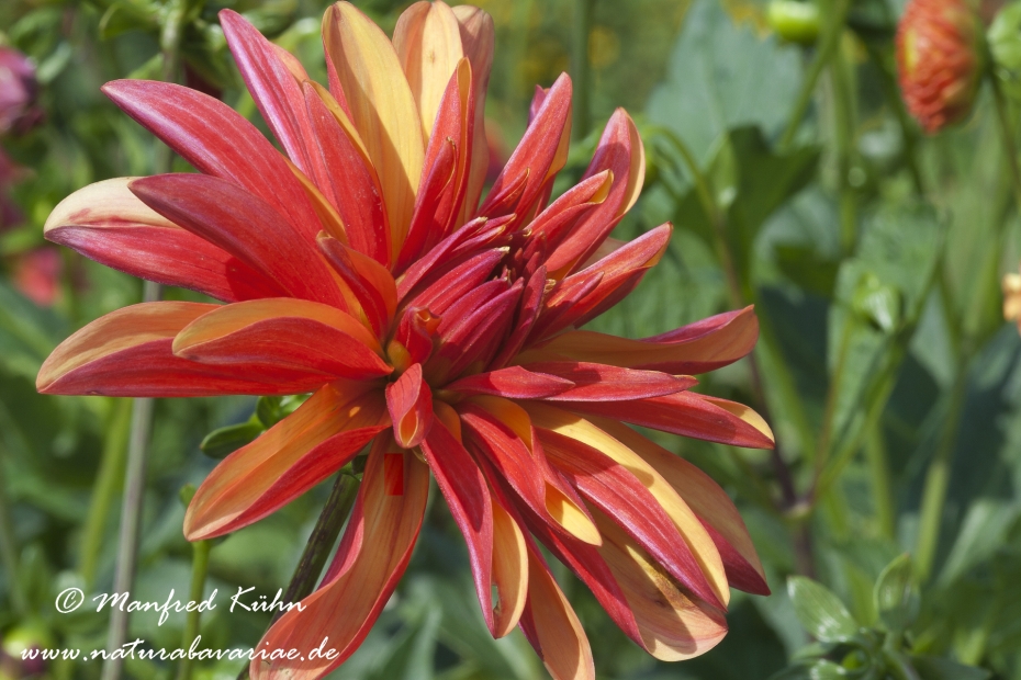 Dahlia-Hybride ()_0055