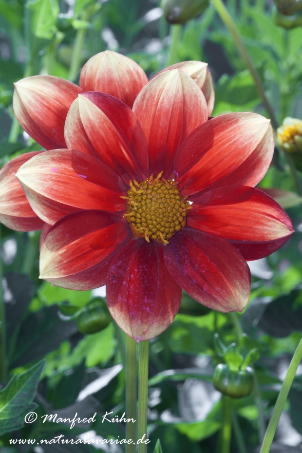 Dahlia-Hybride ()_0056