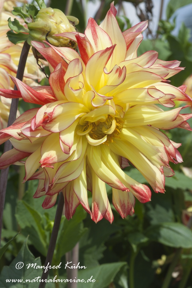 Dahlia-Hybride ()_0057