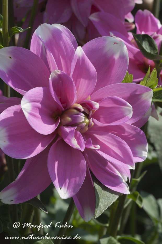 Dahlia-Hybride ()_0059