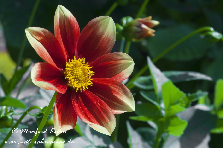 Dahlia-Hybride ()_0060