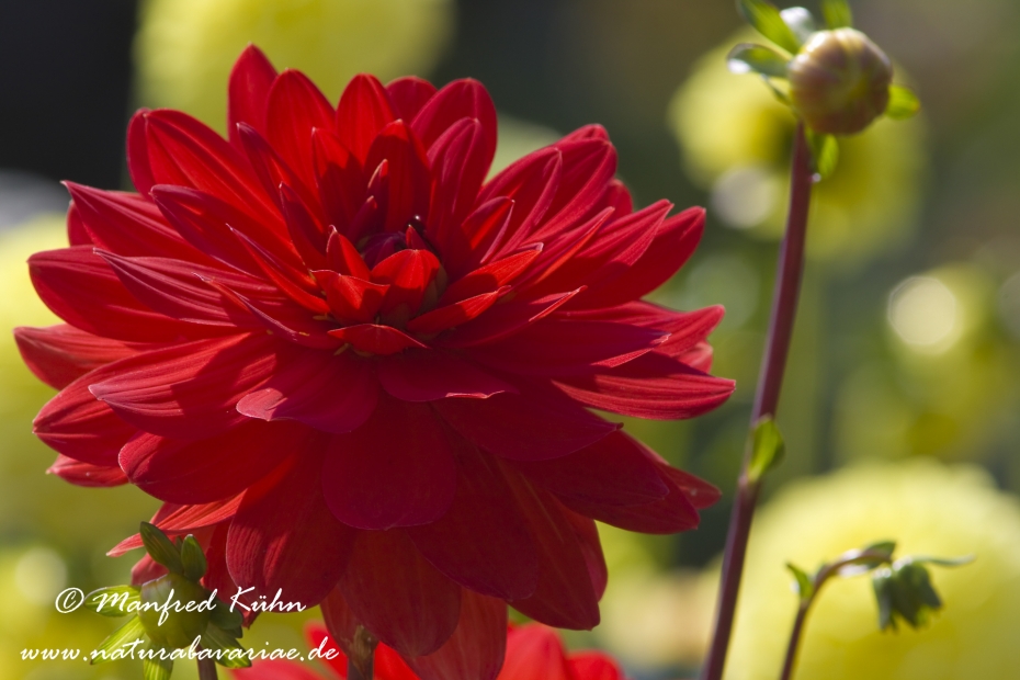 Dahlia-Hybride ()_0067