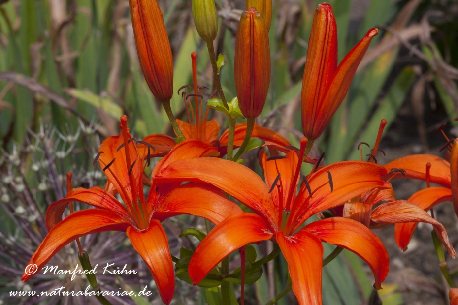 Gartenlilie (Lilium)_0001