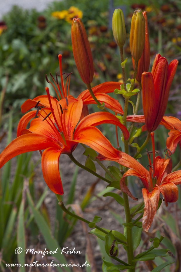 Gartenlilie (Lilium)_0002