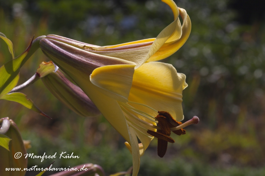 Gartenlilie (Lilium)_0003