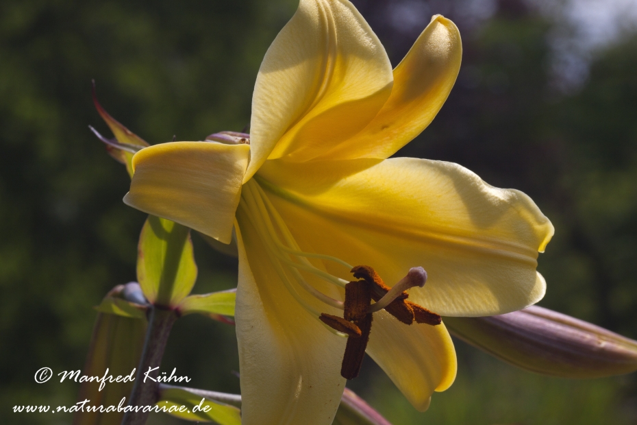 Gartenlilie (Lilium)_0004