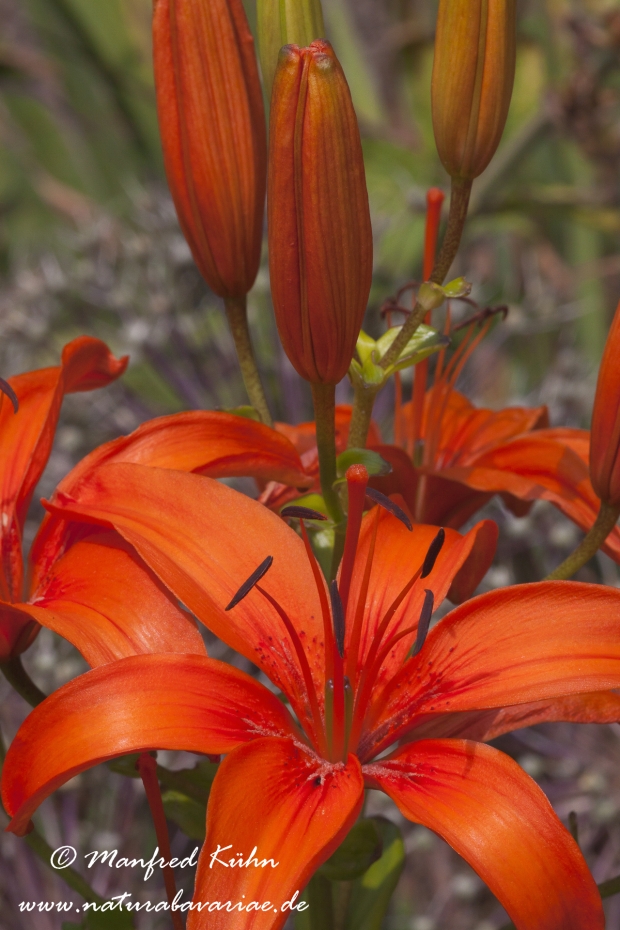 Gartenlilie (Lilium)_0005