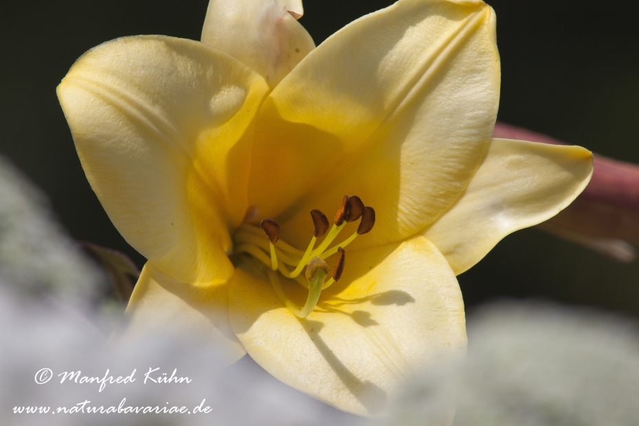 Gartenlilie (Lilium)_0006