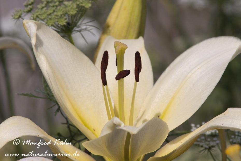 Gartenlilie (Lilium)_0007