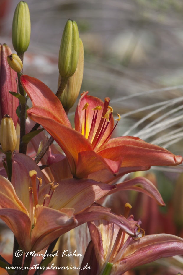 Gartenlilie (Lilium)_0008