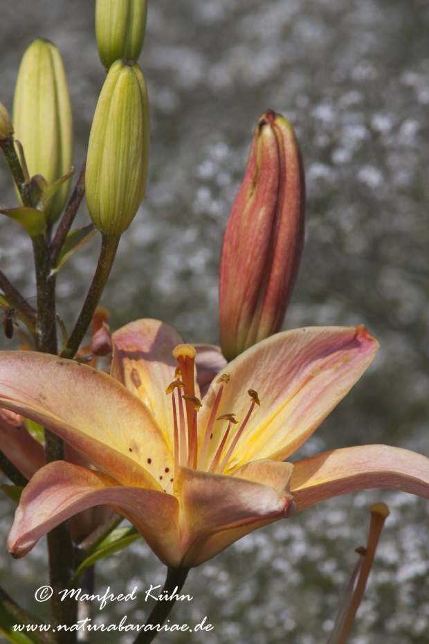 Gartenlilie (Lilium)_0009