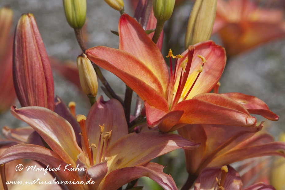 Gartenlilie (Lilium)_0010