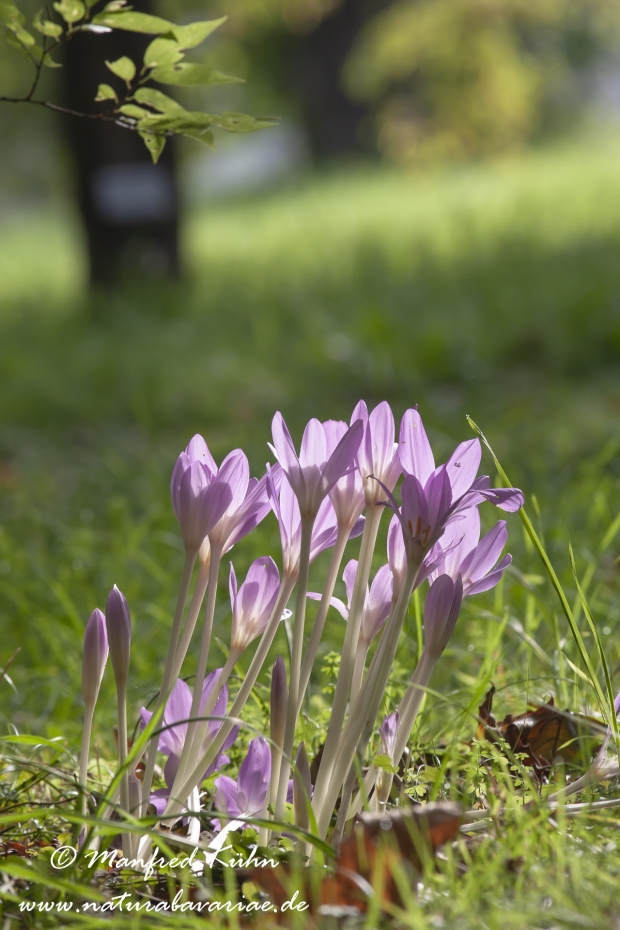 Herbstzeitlose (Gartenform)_0003