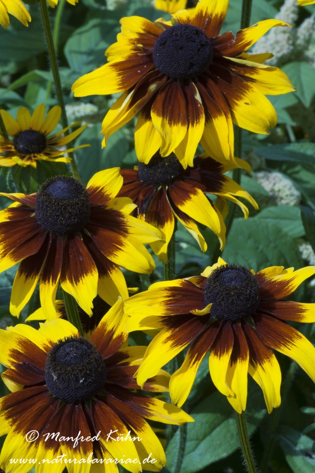 Rudbeckia ()_0001