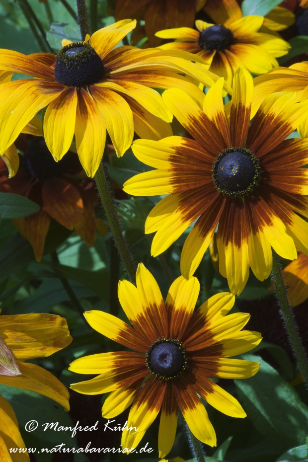 Rudbeckia ()_0002