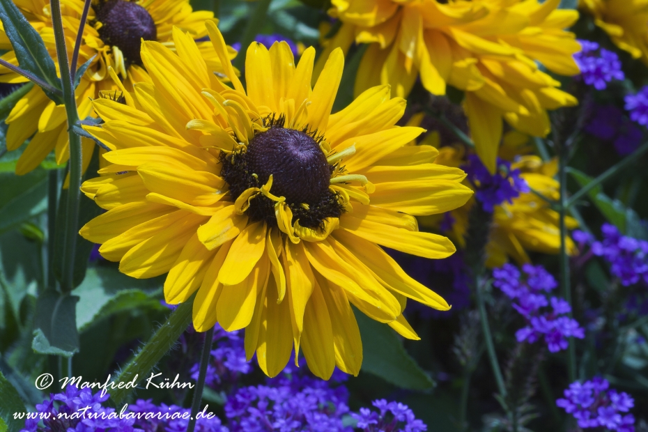 Rudbeckia ()_0003