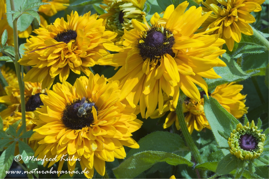 Rudbeckia ()_0004