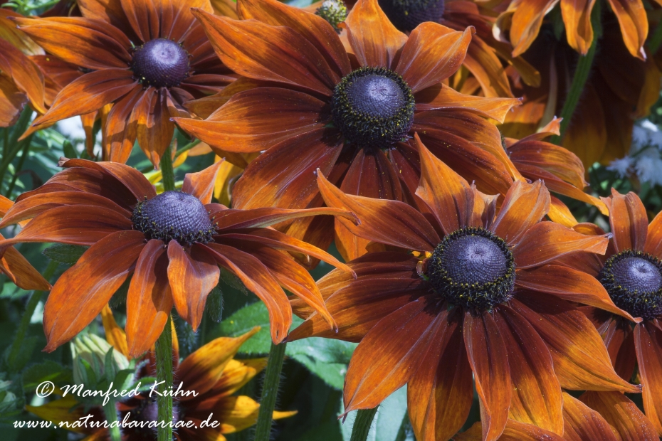 Rudbeckia ()_0005