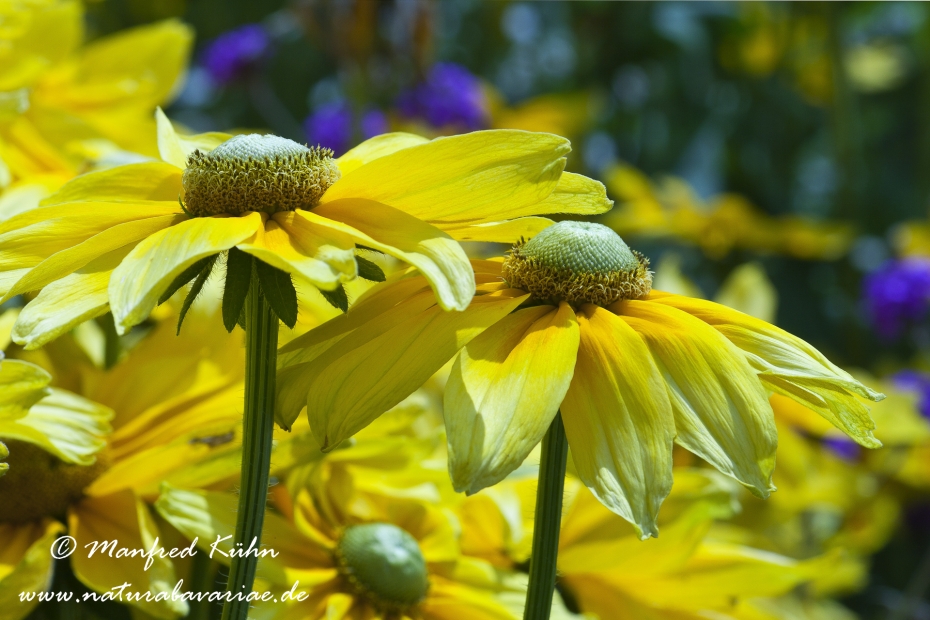 Rudbeckia ()_0006