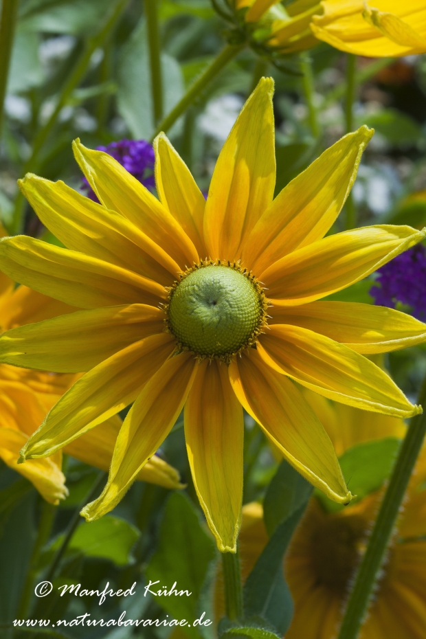 Rudbeckia ()_0007