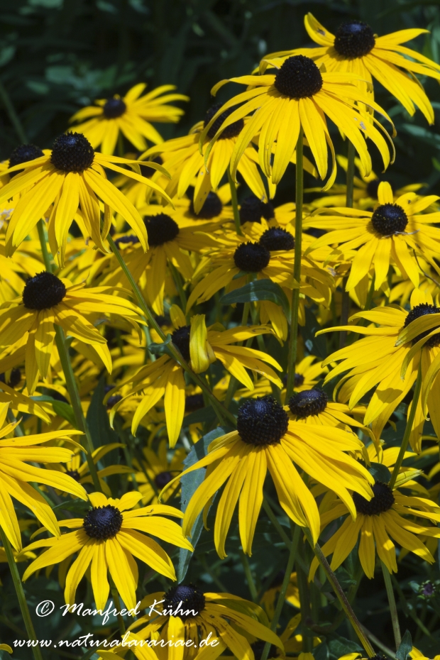 Rudbeckia ()_0008