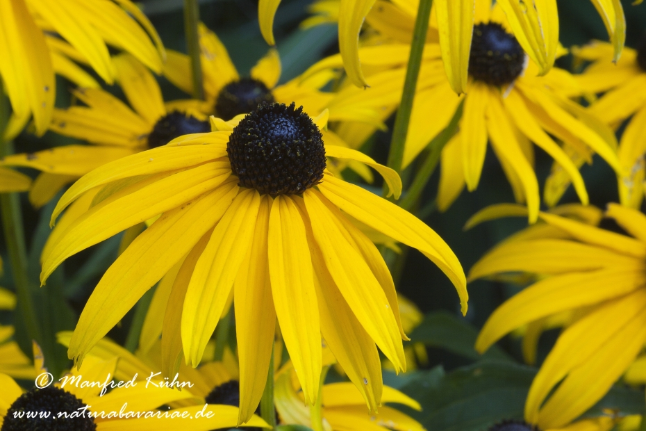 Rudbeckia ()_0009
