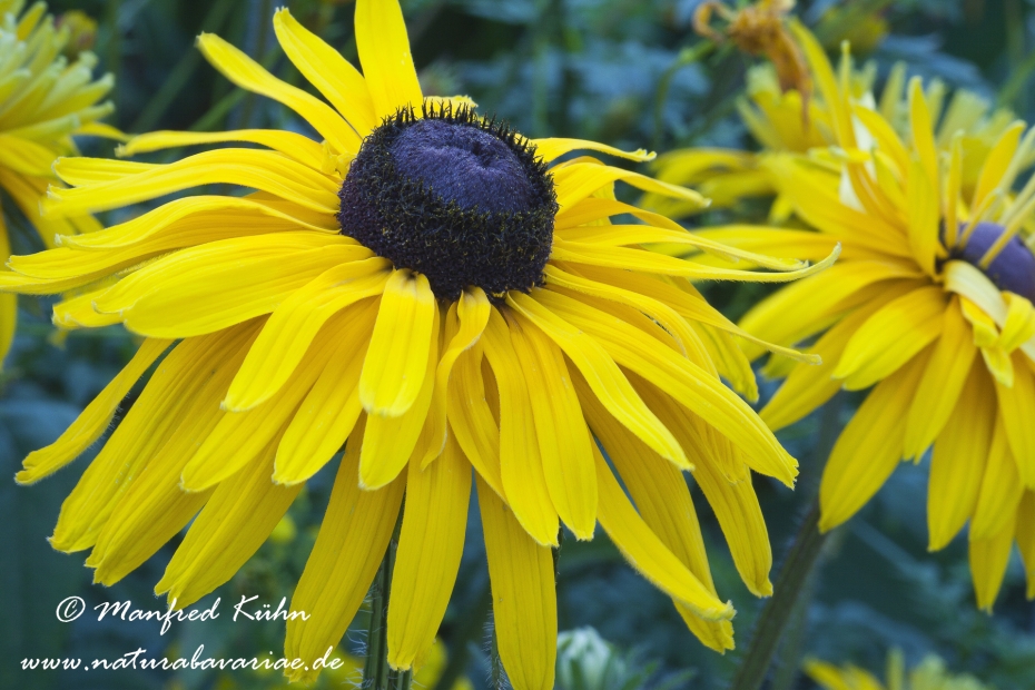 Rudbeckia ()_0010