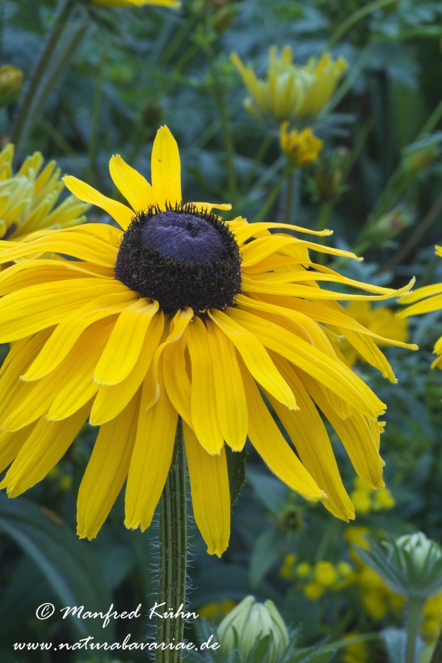 Rudbeckia ()_0011