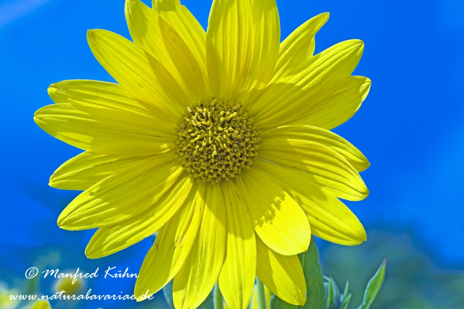 Sonnenblume (grobzähnige)_0001