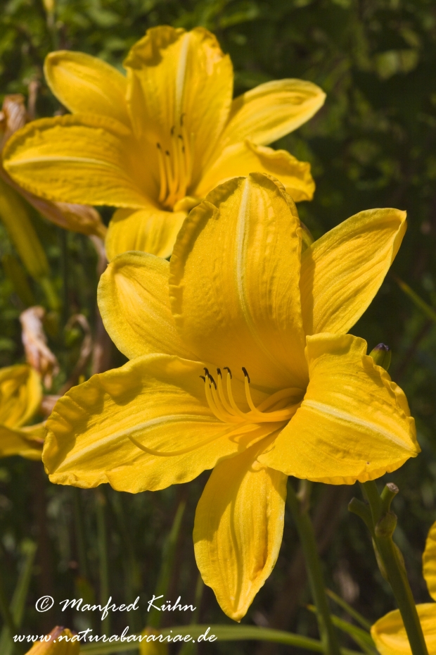 Taglilien (Hemerocallis)_0001
