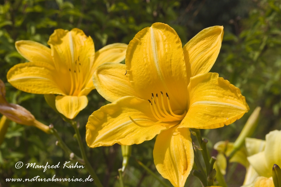 Taglilien (Hemerocallis)_0002