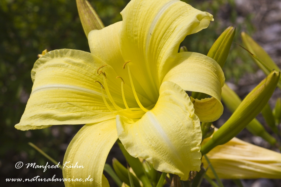Taglilien (Hemerocallis)_0003