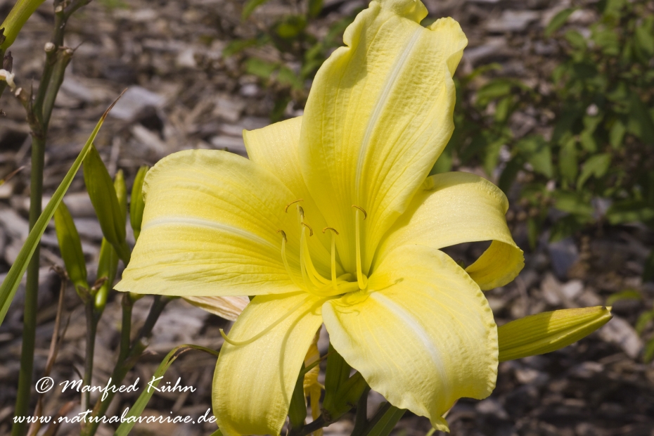 Taglilien (Hemerocallis)_0004
