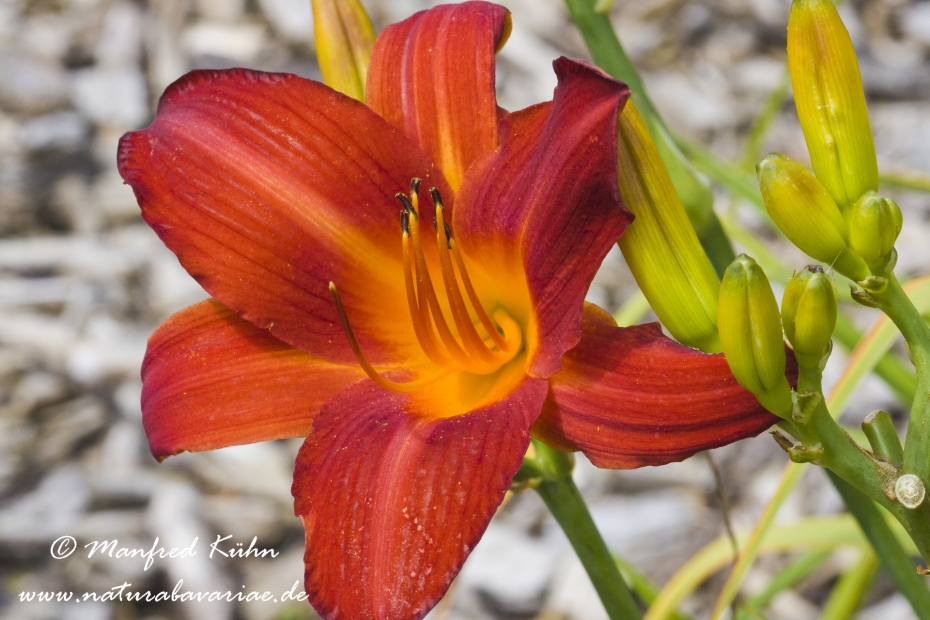 Taglilien (Hemerocallis)_0005