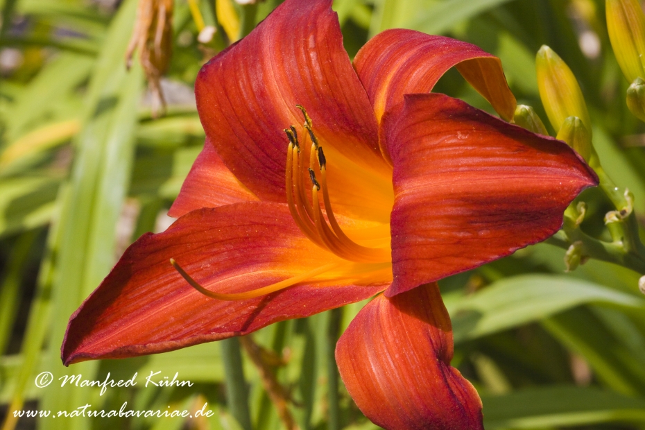 Taglilien (Hemerocallis)_0006