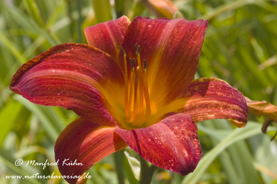 Taglilien (Hemerocallis)_0007