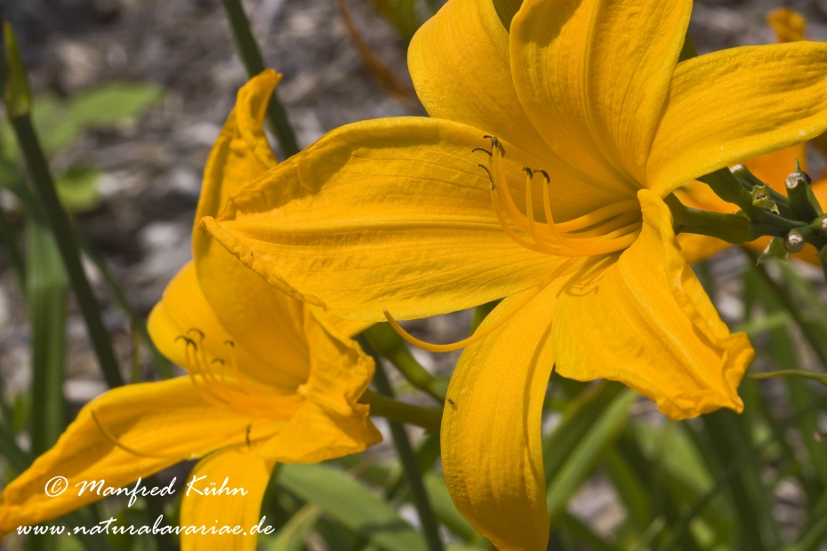 Taglilien (Hemerocallis)_0008