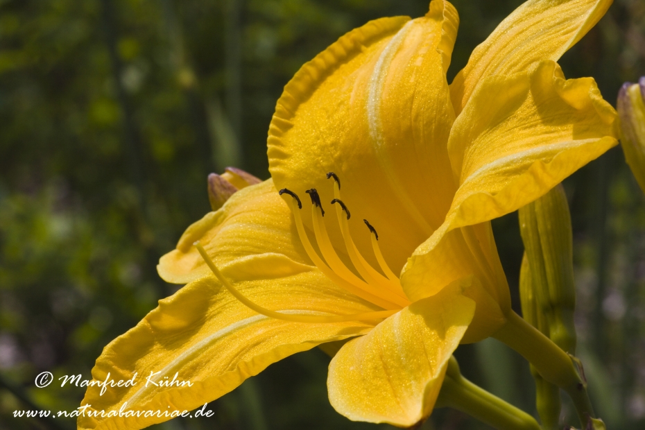 Taglilien (Hemerocallis)_0009